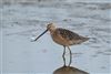 Long-billed Dowitcher