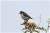 Whinchat