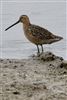 Long-billed Dowitcher