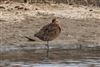 Long-billed Dowitcher