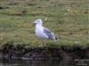 Yellow-legged Gull