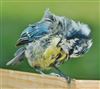 Blue Tit