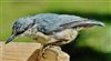 Nuthatch