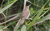 Reed Warbler