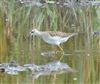 Wood Sandpiper