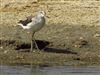 Greenshank