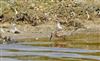 Curlew Sandpiper