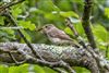 Spotted Flycatcher