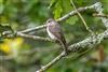 Spotted Flycatcher