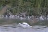 Wood Sandpiper