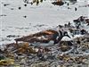 Turnstone