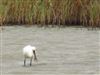 Spoonbill