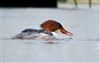 Goosander