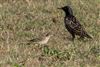 Yellow Wagtail