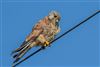 Kestrel