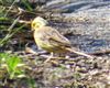 Yellowhammer