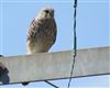 Kestrel