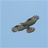 Honey-buzzard