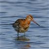 Black-tailed Godwit