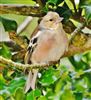 Chaffinch