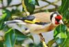 Goldfinch