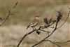 Wheatear