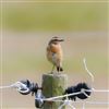 Whinchat