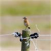 Whinchat