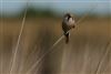 Bearded Tit