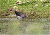 Green Sandpiper