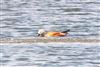 Ruddy Shelduck