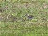 Wood Sandpiper