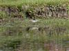 Wood Sandpiper