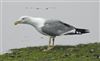 Yellow-legged Gull