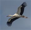 White Stork