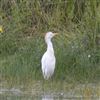 Cattle Egret