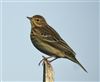 Tree Pipit