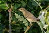 Willow Warbler