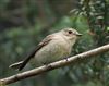 Pied Flycatcher