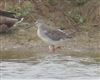 Spotted Redshank