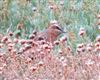 Wheatear