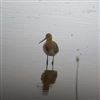 Black-tailed Godwit