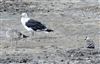 Great Black-backed Gull