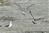 Great Black-backed Gull