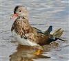 Mandarin Duck