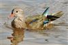 Mandarin Duck