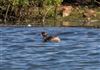 Black-necked Grebe