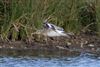 Black-tailed Godwit