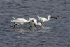 Spoonbill