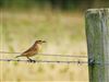 Whinchat